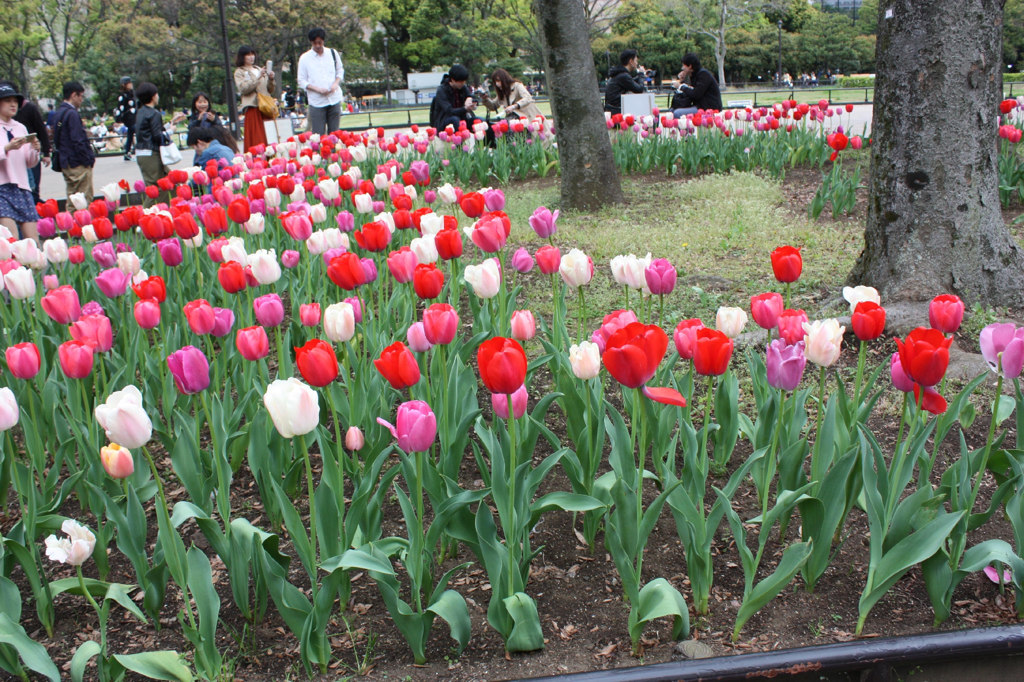 日比谷公園の花