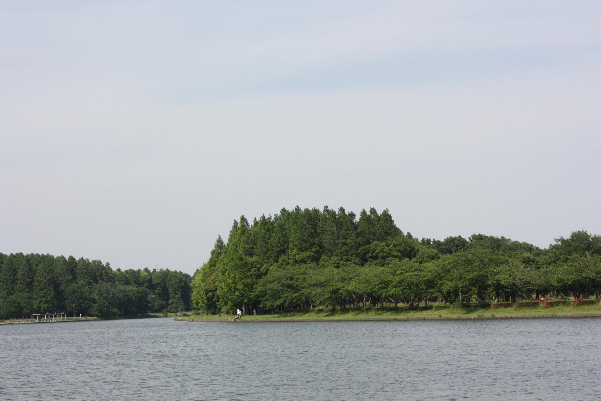 新緑の水元公園