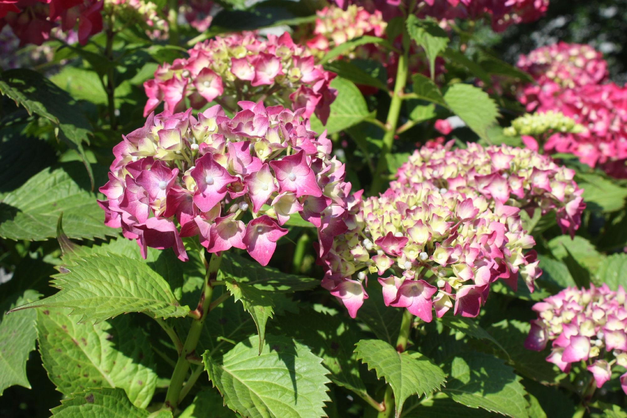 竹ノ塚界隈の（あじさい）